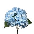 English Garden Hydrangea Bush x5 - 17" Blue