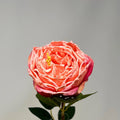 Windsor Rose Stem 24" - Pink