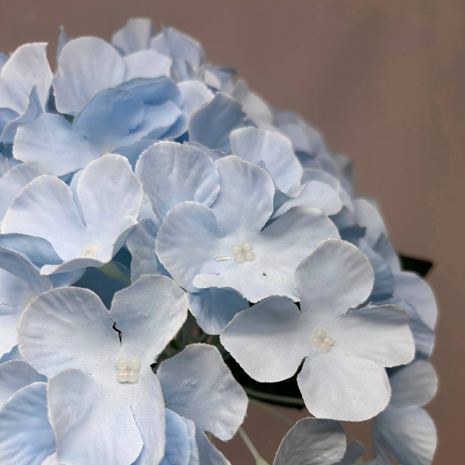 Southern Hydrangea Bush x5 - 18" Blue